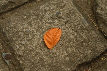 High Angle View Of Dry Leaf On Ground