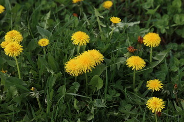 Yellow dandelions bloom on a green field in spring
