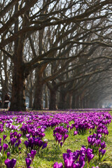 Krokusy oznaki wiosny kwiaty, kwitnące krokusy na Jasnych Błoniach Szczecin 2024
 - obrazy, fototapety, plakaty