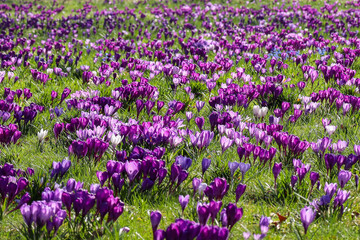 Krokusy oznaki wiosny kwiaty, kwitnące krokusy na Jasnych Błoniach Szczecin 2024
