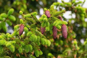 Fresh green spruce tree branch with cones.