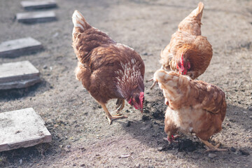 Domestic chicken with brown and white feathers running around the yard in the free range. Organic chickens. Homegrown eggs. Funny expression