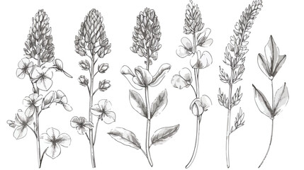 Melilot or sweet clover flowers or inflorescences  - obrazy, fototapety, plakaty