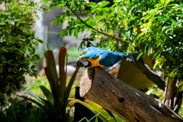 Magnificent yellow and blue macaw perched on a branch in the tropical jungle