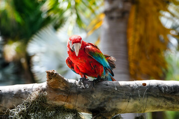 Macaw close-up in the tropical forest