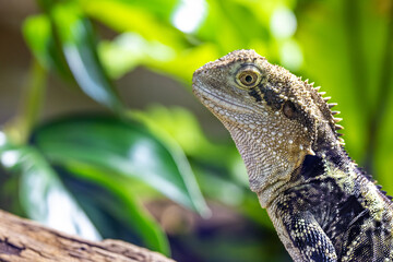 Close up portrait of an Eastern Water Dragon, Intellagama lesueurii, an arboreal agamid found near rivers and creeks. Sydney, Australia.