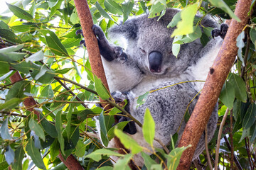 Koala gripping tree branches to climb. Koalas, Phascolarctos cinereus, have two opposing thumbs to increase grip, as well as long sharp claws. Species endemic to Australia.