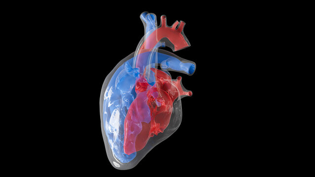 Human heart volume, illustration