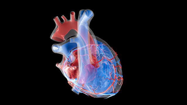 Human heart volume and blood supply, illustration