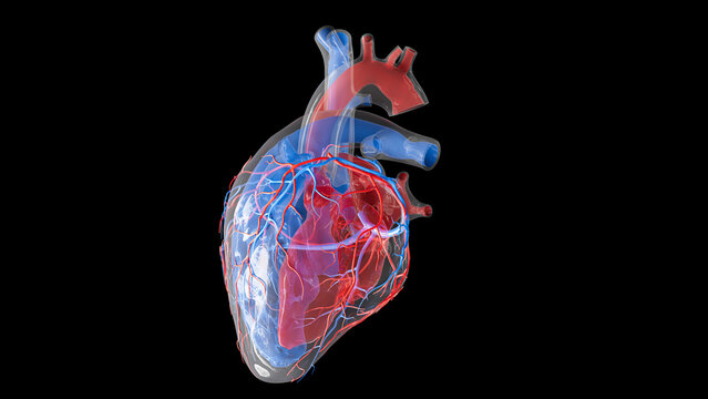 Human heart volume and blood supply, illustration