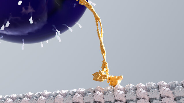 Kinesin walking along a microtubule, illustration