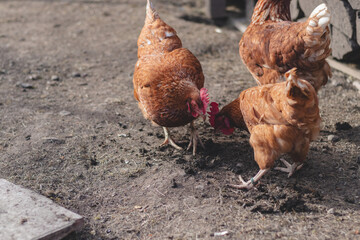 Domestic chicken with brown and white feathers running around the yard in the free range. Organic chickens. Homegrown eggs. Funny expression