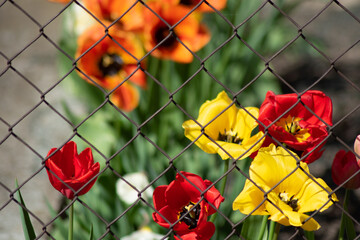 beautiful blooming tulips behind the fence