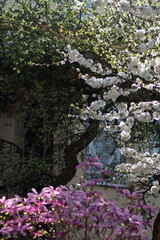 first spring flowering trees