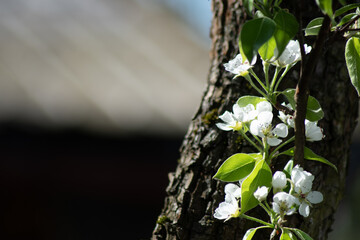 first spring flowering trees
