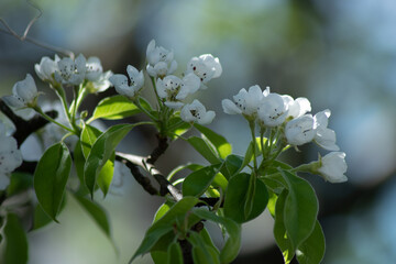 first spring flowering trees