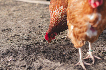 Domestic chicken with brown and white feathers running around the yard in the free range. Organic chickens. Homegrown eggs. Funny expression