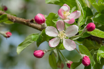 Fototapeta na wymiar pale pink apple flower on a tree branch close-up
