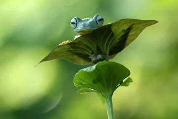 Fototapeten frog, cute frog, flying frog, a cute frog is peeking out from behind a leaf © ridho