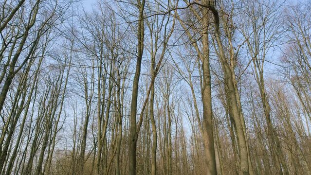 Beautiful Spring Morning In Forest. Moving In Spring Forest. Gimbal Shot.