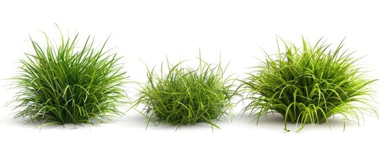 3 green grass backgrounds and 2 grass tufts isolated on white