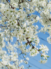 Vertical low angle shot of a cherry branch in bloom against the clear blue sky.