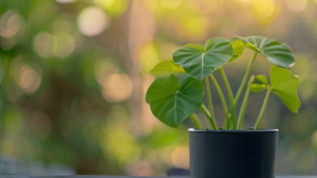 video elephant ears in a pot