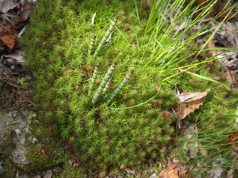 Japanese garden scenery with hummock overgrown with lush green Polytrichum moss and Equisetum horsetail plants