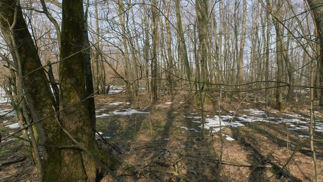 Spring Has Come To Wild Forest. Melting Snow In Spring Forest. Motion Camera Steadicam.