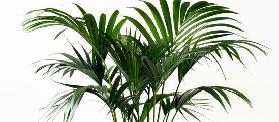 Fototapeta premium Kentia Palm Tree - A Kentia palm tree