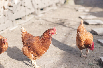 Domestic chicken with brown and white feathers running around the yard in the free range. Organic chickens. Homegrown eggs. Funny expression