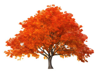 PNG Fall trees plant maple leaf - obrazy, fototapety, plakaty