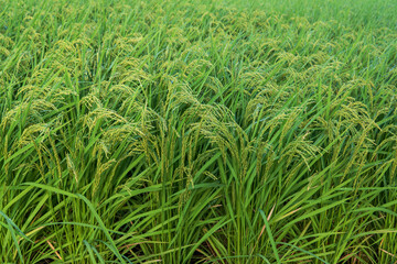 イネ（Oryza sativa）の穂がうつむき始めた田んぼの風景