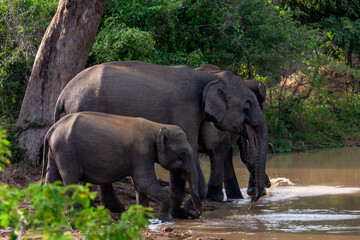 Herd of Sri Lankan Elephants (Elephas maximus maximus) at a waterhole at Yala National Park, Sri...