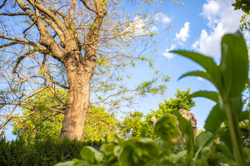 Tall deciduous tree with fresh green foliage on branches bottom view and blue sky in spring garden. Macro nature landscape. Springtime natural scenery