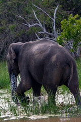 Sri Lankan Elephant (Elephas maximus maximus), Yala National Park, Sri Lanka