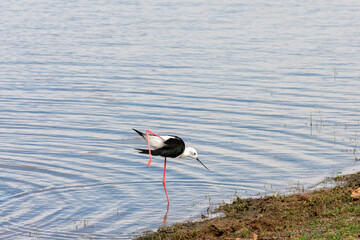 Yala National Park, Southern and Uva Provinces, Sri Lanka