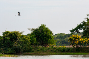 Yala National Park, Southern and Uva Provinces, Sri Lanka