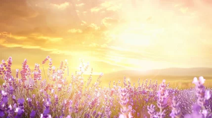 Foto op Canvas Violet lavender field in Provence in selective focus. Lavender flowers at sunset, wide landscape for banner. Panoramic landscape with blooming lavanda. © JovialFox