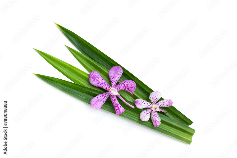 Wall mural orchid with green pandan leaves on white background.