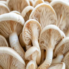 Mushrooms in medicine offer natural remedies, providing benefits such as immune support, anti-inflammatory properties, and potential cancer-fighting abilities. - obrazy, fototapety, plakaty