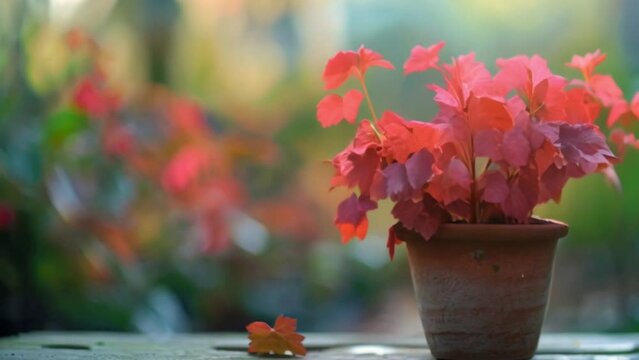 video red heuchera plant in pot