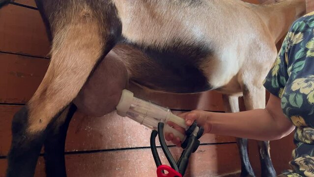 Farmer milking alpine goat by hands on farm