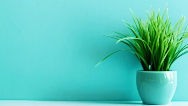 video grass in pot