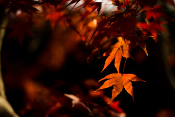 Golden orange leaves shimmering against the warm and vibrant landscape in Japan