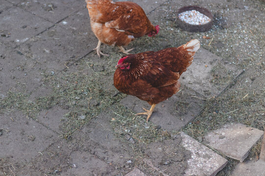 Domestic chicken with brown and white feathers running around the yard in the free range. Organic chickens. Homegrown eggs. Funny expression