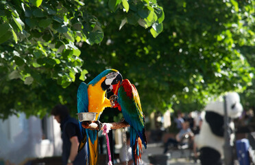 a macaw parrot sits on a pole fastened with a chain and chews a salty stick