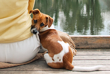 Woman sits on a pier with a Jack Russell dog near a pond in the park. Dog is sitting. He turns around and looks at the camera.