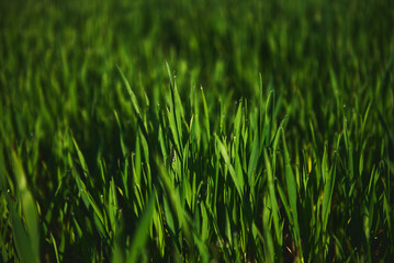 Green blades of young cereals on a farm field.
