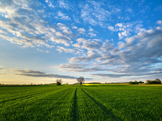 Rural landscape of green wheat field under blue sky with wispy clouds
